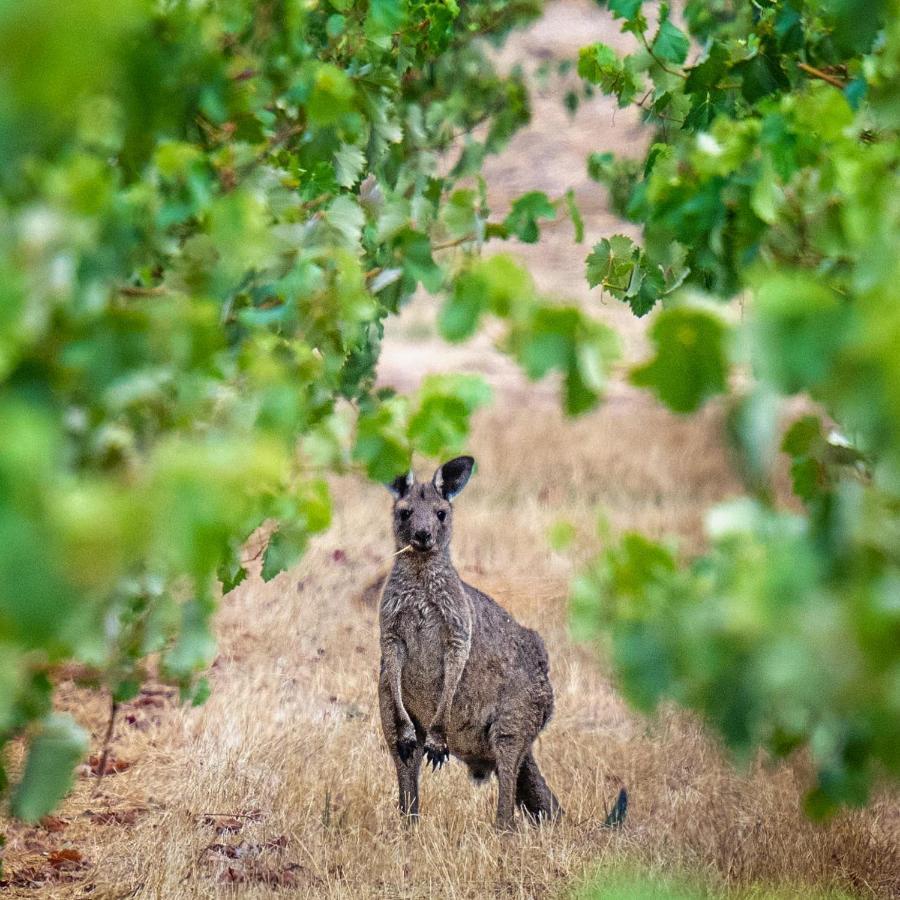 Triple Creek Guest House - Barossa Region Seppeltsfield Zewnętrze zdjęcie